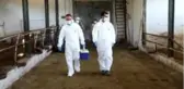 Şap aşısı çalışmalarına devam ediliyor