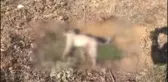 4 köpeğin zehirlendiği iddiası