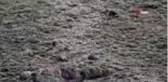 Erzincan'da, sürü halindeki şamualar görüntülendi