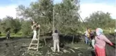 Bahçeden şişeye zeytinyağının öyküsü