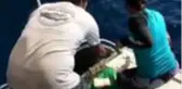 Denize atılan plastik, kaplumbağaların beslenmesini de etkiliyor