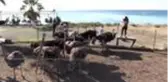 Emekliliğinde kurduğu deve kuşu çiftliğiyle yurt dışına açılmayı hedefliyor