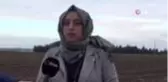 Kadın çiftçiler, bamya için kolları sıvadı