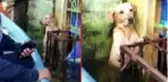 Meksika'da selde mahsur kalan köpeğin kurtarılma anı duygusal anlara yol açtı