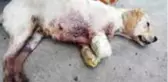 Bu nasıl vicdansızlık! Yavru köpeğin iki bacağını kesmişler