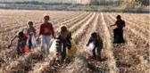 Tarlada kalan kirli ve saçılmış pamuklar geçim kaynağı oldu