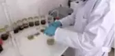 Aromatik bitki yağlarının etken maddesinden takviye edici gıda üretildi