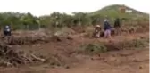 Ayvalık'ta yanan ormanlık alanlar ağaçlandırılıyor