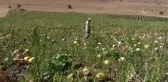 AFYONKARAHİSAR - Çerezlik kabak çekirdeği, üreticisinin yüzünü güldürdü