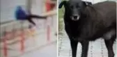 Köpekten kaçan 15 yaşındaki çocuk 6 metre yükseklikten böyle düştü