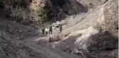 Odun toplamak için gittiği ormanda kaybolan kişinin cesedine ulaşıldı