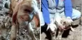 Üst dudağı ve burun delikleri olmayan kuzu, çiftçiyi hayretler içinde bıraktı
