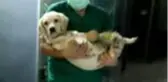 Son dakika haberi: Patileri kesilen köpekle ilgili 3 kişi gözaltına alındı