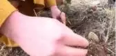 Gençliğe özel hatıra ormanı