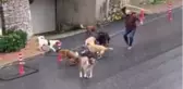 Son dakika haber... İstanbul'da başıboş köpeklerin mahalleliye korku yaşattığı anlar kamerada