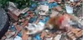 İstanbul'un ortasında vahşet! 4'ü yavru 7 kedi parçalanmış halde bulundu