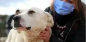 Terk edilen köpekler aç kalmasın diye gece gündüz mücadele ediyorlar