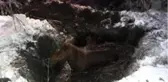 Yüksekova'da çamura saplanan at kurtarıldı