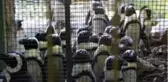 Sevimli penguenler yemek saatini böyle bekliyor