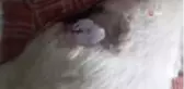 Çoban köpeğini tüfekle vurdular