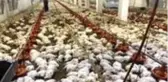 Havalandırmanın arızalanması pahalıya patladı: 20 bin tavuk telef oldu