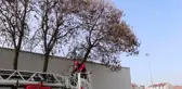 Kafesinden kaçan papağanın yakalanması için çalışma başlatıldı