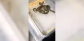 Ümraniye'de 15 boa ve piton yılanı ile 1 adet sakallı ejdere el kondu