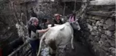 Kara kazanda sular bu kez 'inekler' için ısıtıldı