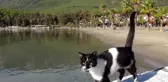 Sakin kent kedi ve köpeklere kaldı