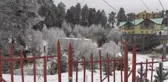 Sarıçam ormanlarında kış güzelliği (2)