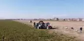 Türkiye'deki havucun yüzde 70'i Kaşınhanı'da üretiliyor
