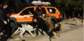 Sokağa çıkma kısıtlamasında dağlarda aç kalan hayvanları beslediler