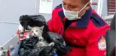 Dokuzuncu katta yavru kedi operasyonu