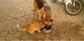 Kedi ile köpeğin şaşırtan dostluğu