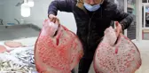 Sinop'ta ağlara takılmaya başlayan kalkan balığının kilosu 200 lirayı buluyor