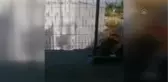 Alanya'da yaralı bulunan şahin tedavi altına alındı