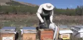 KAHRAMANMARAŞ - Bal üreticileri bu yıl taleplere yetişmekte zorlanıyor