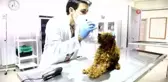 Keçiören'deki köpekleri sahiplenmek için yoğun talep