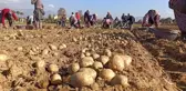 Kuraklık Ödemiş patatesini vurdu
