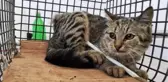 Vücuduna demir çubuk saplanan kedi sağlığına kavuştu