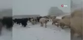 Kar altında doğan kuzuları araçla taşıdılar