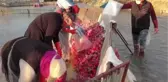 Turp yıkayan işçiler AA'nın 