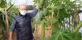 Bahçesinde yetiştirdiği papaya meyvesinden sezonda 45 bin TL gelir elde ediyor