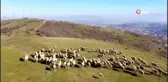 Doğaseverlerin uğrak yeri olan Kırcaali Yaylası, kısıtlamalarda diğer canlılara hayat oluyor