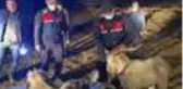 Son dakika: Ağıldan kaçan küçükbaşları jandarma buldu