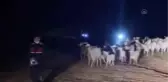 ESKİŞEHİR - Kaybolan küçükbaş hayvanları jandarma buldu