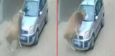 Karşı yönden gelen otomobille başıboş inek kafa kafaya çarpıştı! İlginç kaza kamerada