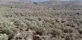 BALIKESİR - Ulusal Zeytin ve Zeytinyağı Konseyi İcra Direktörü Tan üreticilerin beklentilerini anlattı