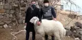 Başkandan koyunlara iade-i ziyaret