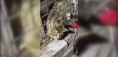 Tellere sıkışan kediyi itfaiye kurtardı